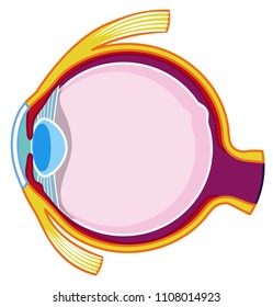 Inside of the eye illustration