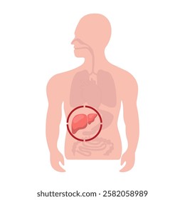 inside human body focus at liver, Hepatitis disease Virus concept