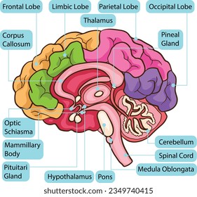 Anatomía de la parte interior del cuerpo del cerebro humano