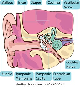 Inside Human Ear Body Part Anatomy