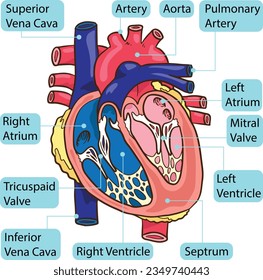 Anatomía de parte del cuerpo del corazón humano interno