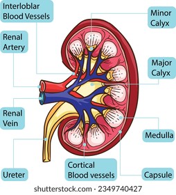 Anatomía de parte del cuerpo renal humano