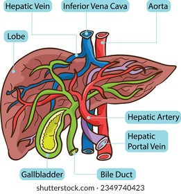 innere Anatomie des menschlichen Leberkörpers