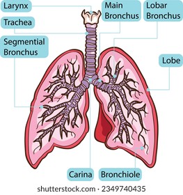 Inside Human Lung Body Part Anatomy