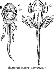 Vista interior y exterior de Tadpole durante la metamorfosis dibujo de línea vintage o ilustración de grabado.