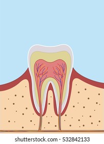 Inside of single tooth illustration. Dentist concept. Vector