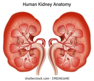 Vista interior de la anatomía renal humana aislada en fondo blanco. ilustración vectorial.