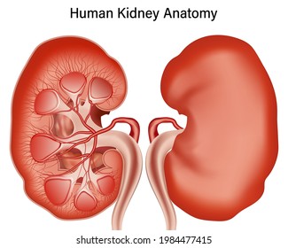 Inside view of human kidney anatomy isolated on white background. vector illustration.