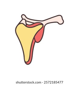 Insightful Scapula Anatomy Illustration Vector Design