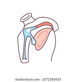 Insightful Shoulder Joint Anatomy Vector Icon Design