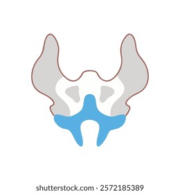 Insightful Sphenoid Bone Anatomy Vector Design