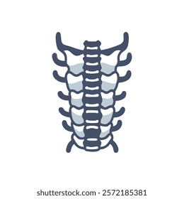 Insightful Spine Anatomy Vector Design