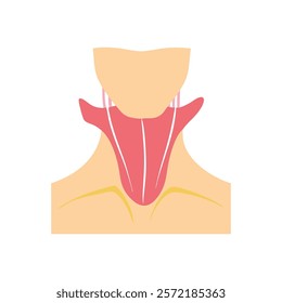 Insightful Sternocleidomastoid Muscle Anatomy Icon