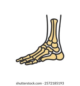 Insightful Tarsal Bones Anatomy Vector Icon