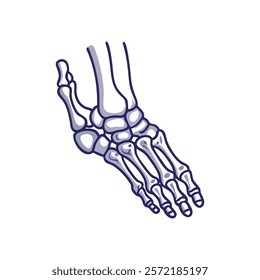 Insightful Tarsal Bones Anatomy Vector Design