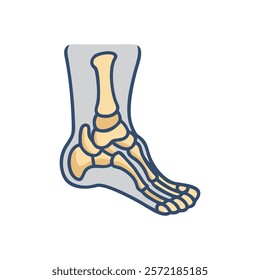 Insightful Tarsals Anatomy Vector Illustration