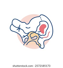 Insightful Temporal Bone Anatomy Vector Illustration