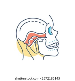 Insightful Temporomandibular Joint Anatomy Vector Illustration