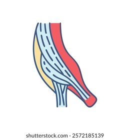 Insightful Tendon Anatomy Vector Design