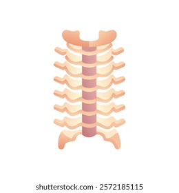 Insightful Thoracic Vertebrae Anatomy Vector Design