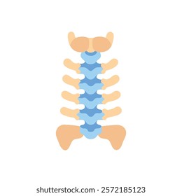 Insightful Thoracic Vertebrae Anatomy Vector Design