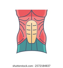 Insightful Transverse Abdominis Muscle Anatomy Vector Design