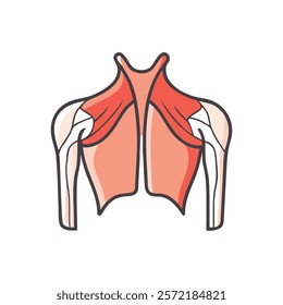 Insightful Trapezius Muscle Anatomy Vector Illustration