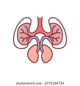 Insightful Ventricles Anatomy Vector Design