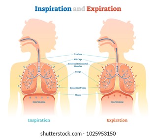 Inspiration and Expiration anatomical vector illustration diagram, educational medical scheme with lungs, diaphragm, rib cage and trachea. 