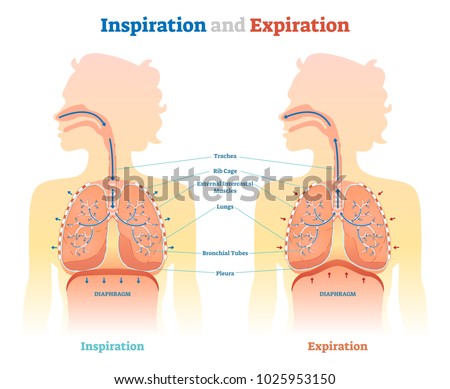 Inspiration and Expiration anatomical vector illustration diagram, educational medical scheme with lungs, diaphragm, rib cage and trachea.  Stock foto © 