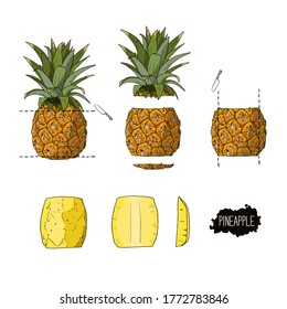 Instruction for peeling pineapple. Color vector illustration. 