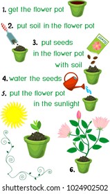 Instructions on how to plant flower in sequence of easy steps