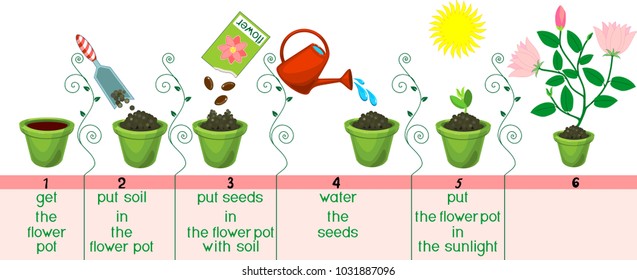 Instructions on how to plant flower in sequence of easy steps