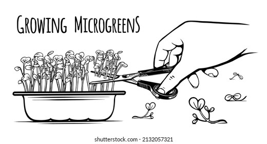 Anleitung zur Aussaat von Mikrogrün das ganze Jahr über zu Hause. Die Ernte der grünen Wachstumsmärkte verringern. Handgezeichnete Sectch-Illustration. Einzeln auf weißem Hintergrund. Vektorgrafik.
