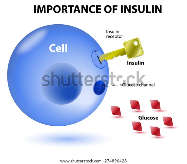 insulin acts as the key which unlocks the cell\
to allow glucose to enter the cell and be used for energy. Insulin\
is a hormone secreted by the pancreas in response to elevated blood\
levels of glucose.