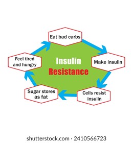 Insulinzyklus vor und nach dem Essen. Resistenzdiagramm für Insulin. Vektorgrafik.