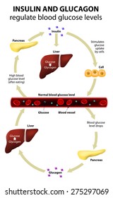 Insulin and glucagon regulate blood glucose levels. Human anatomy. Liver and pancreas