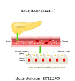 Insulin And Glucose In The Blood Vessel. Pancreas And Cell With Glucose Channel And Insulin Receptor