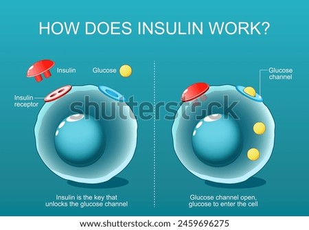 Insulin is the key that unlocks the glucose channel in a cell. Close-up of cells with Glucose channel and Insulin receptor. insulin resistance and sensitivity. Isometric Flat vector illustration.