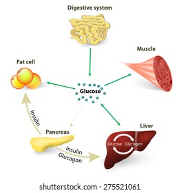 Insulin regulates the metabolism. Glucose is the primary source of energy for the body's cells