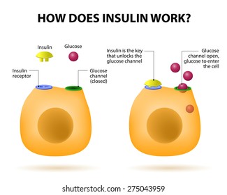 Insulin Regulates The Metabolism And Is The Key That Unlocks The Cell's Glucose Channel