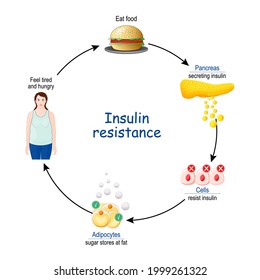 Insulin Resistance Cycle Insulin Glucose Before Stock Vector (Royalty ...