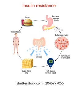 Insulin Resistance Images Stock Photos Vectors Shutterstock