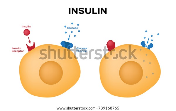 Insulin Unlocks Cells Glucose Channel Vector Stock Vector (Royalty Free ...