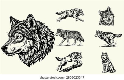 intage vector illustrations of wolves in different poses engraving style