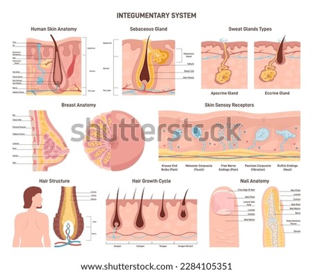 Integumentary system set. Human epidermis layer structure, receptors, glands, hair and nail. Cross section of the human skin with hair follicle, blood vessels and glands. Flat vector illustration