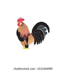 Intelligent vector design of chicken