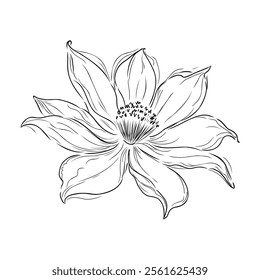 Intense black linear sketch of tropical plumeria flower