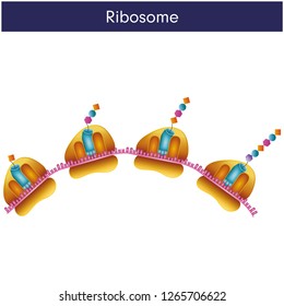 The Interaction of a Ribosome with mRNA