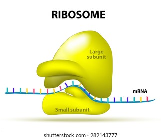 Interaction of a ribosome with mRNA